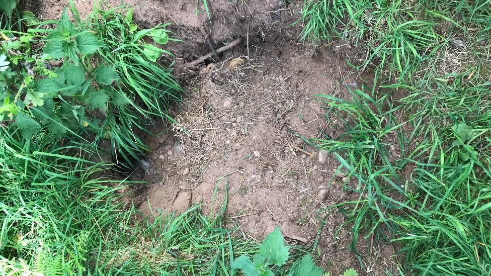 Badger sett where guinea pigs were found