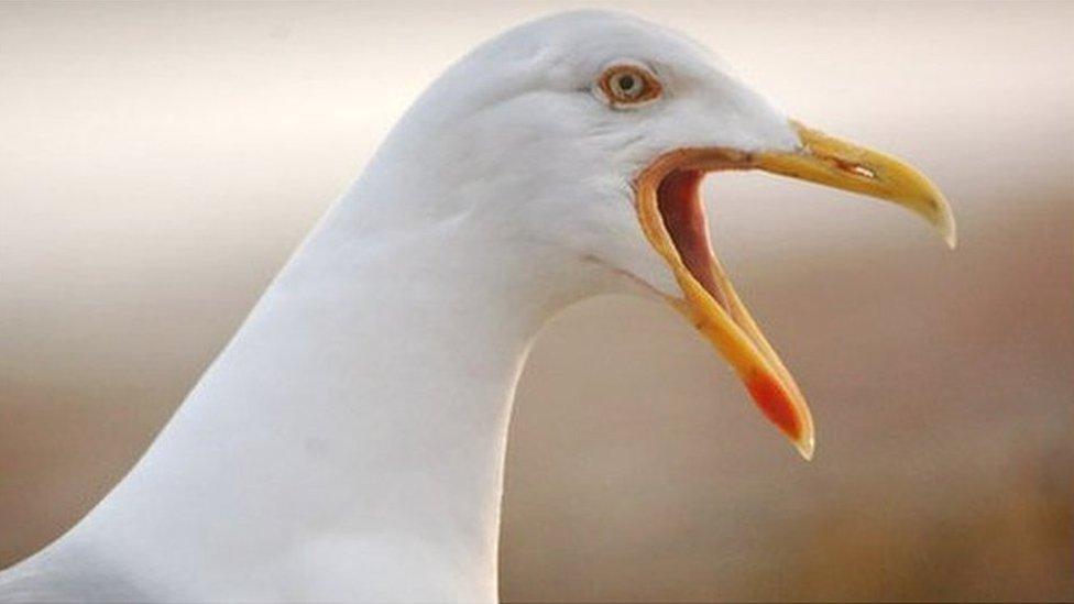 Seagull