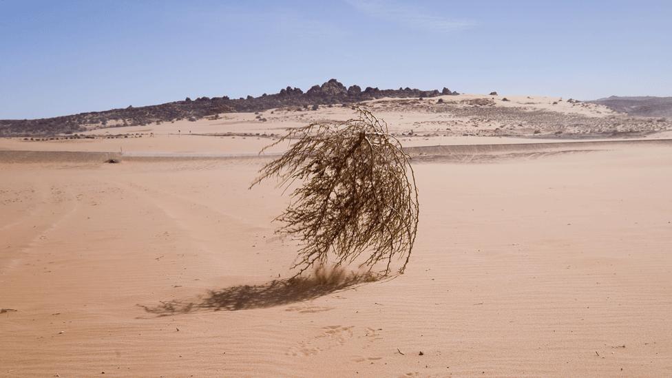 Tumbleweed