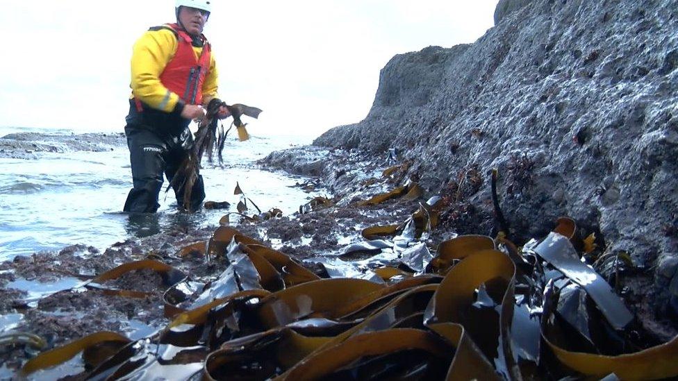 Man picking seaweed