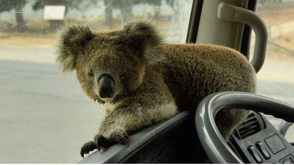 Koala-on-a-car-dashboard