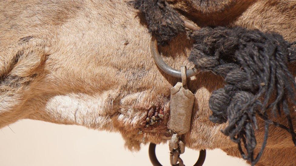 Tan camel at Petra with flies on wounds