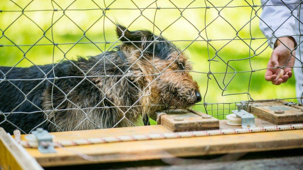 Dogs were more likely to follow human behaviour