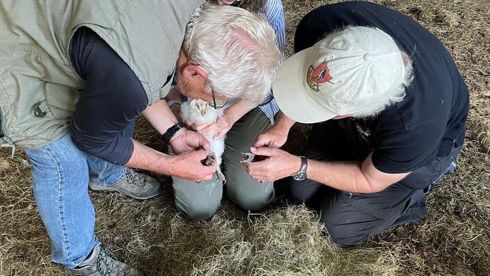 Owlet being ringed