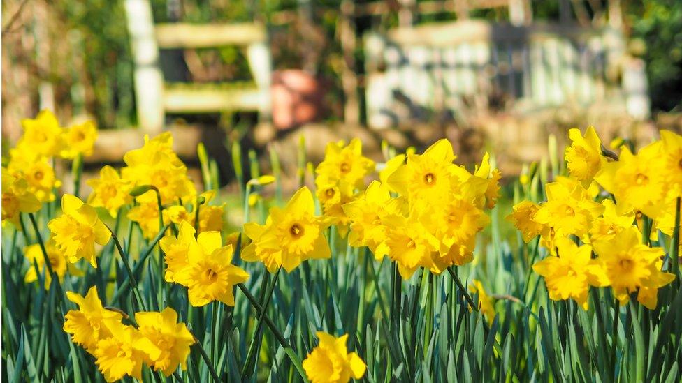 Yellow daffodils in the garden