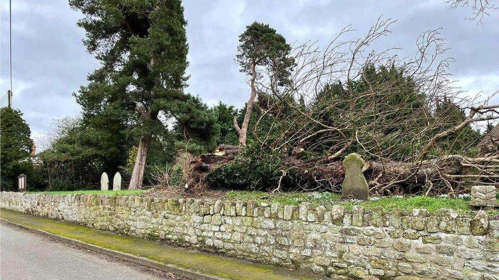 Fallen tree at St Andrew's Church in Wroxeter, Shropshire