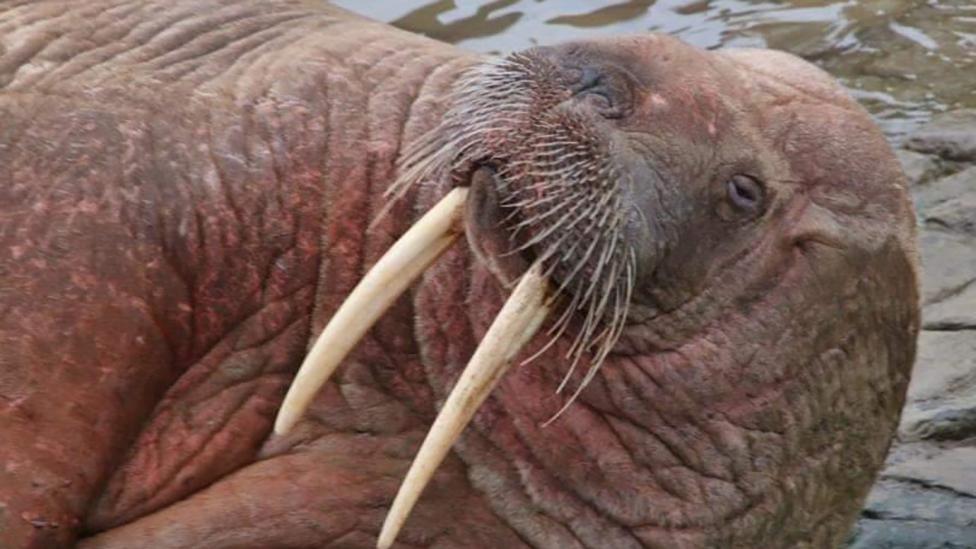 Thor the Walrus