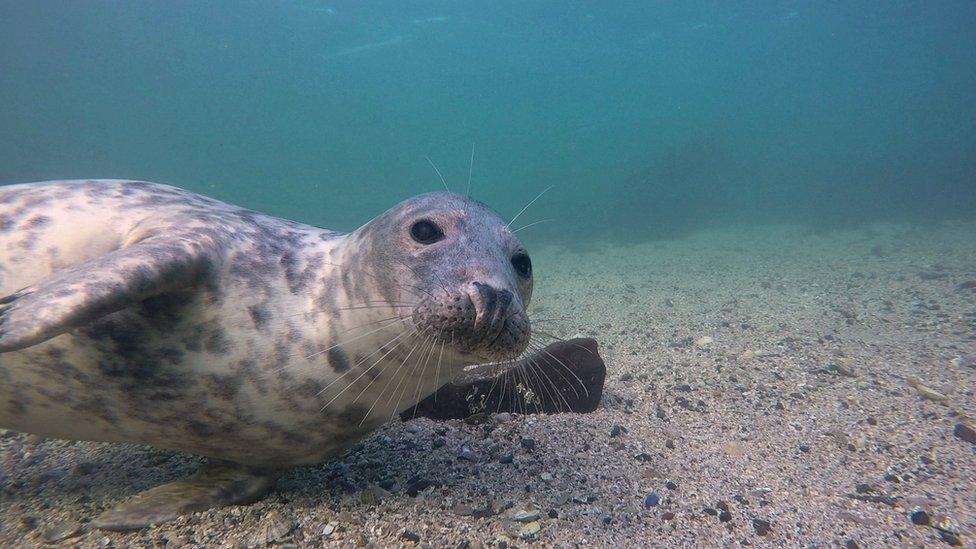 Grey seals in water