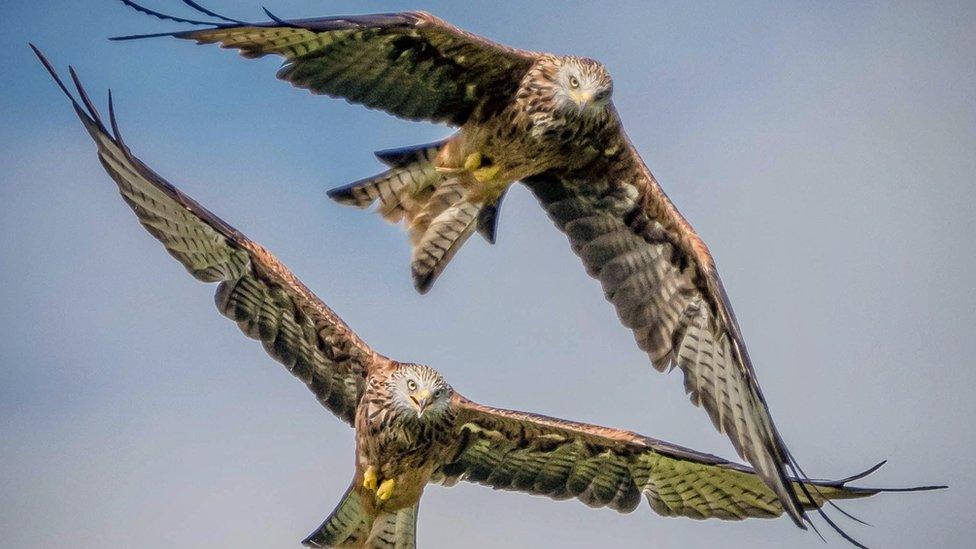 Two red kites