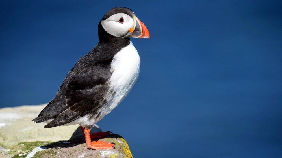 Puffin