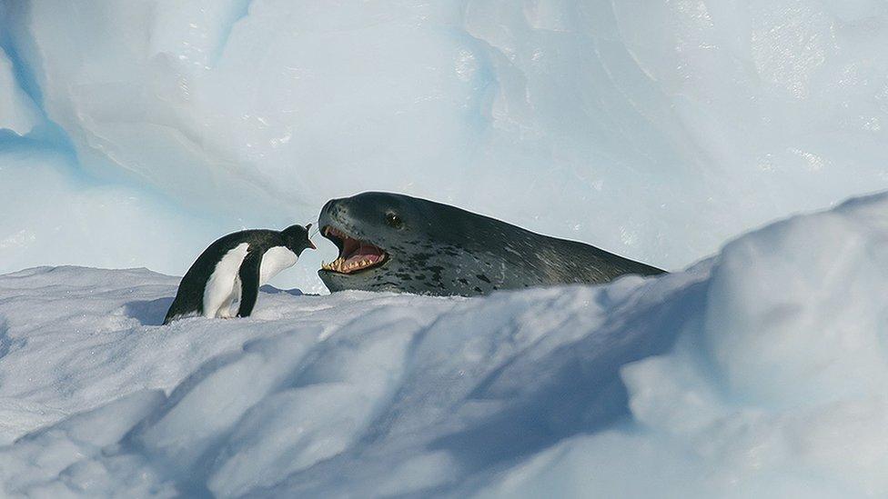 A gentoo penguin and a leopard seal