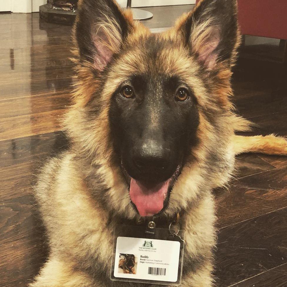 A German shepherd wearing a lanyard which has his name, Buddy, written on it. It's mocked up to look like an ID card with his picture and a barcode. He is a very happy dog.