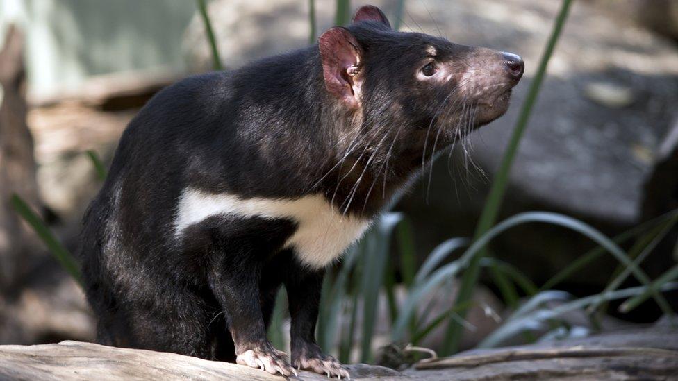 Tasmanian Devil