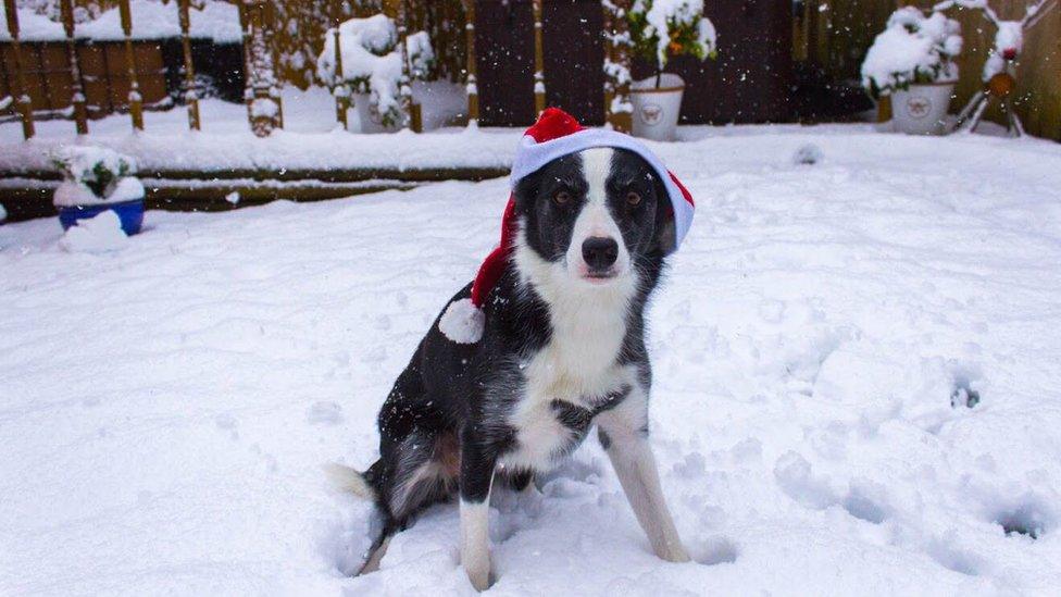 Lilly the dog wearing a Santa hat in the snow