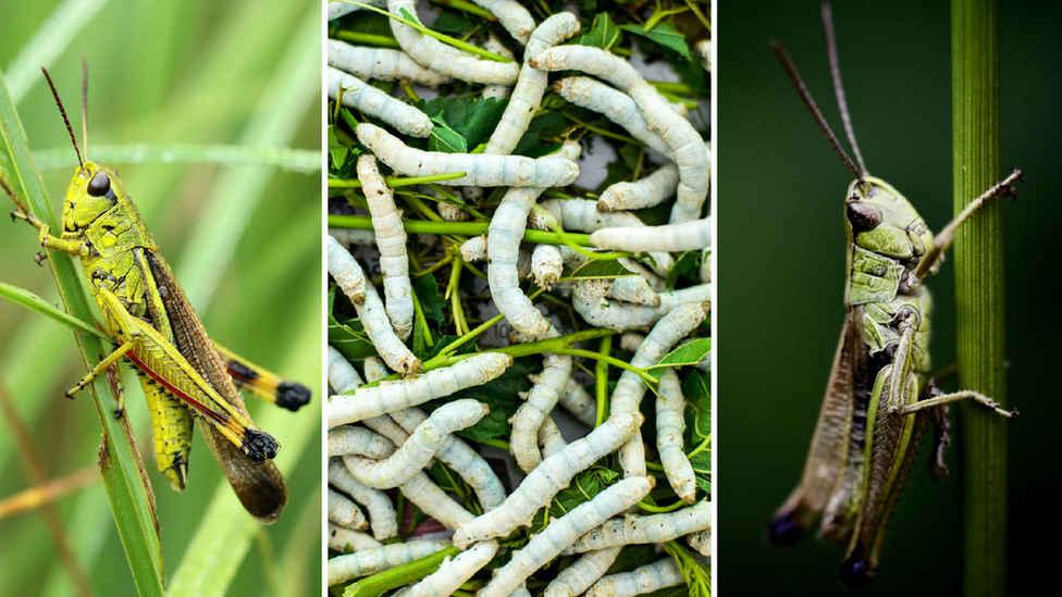 grasshopper, silkworms and cricket