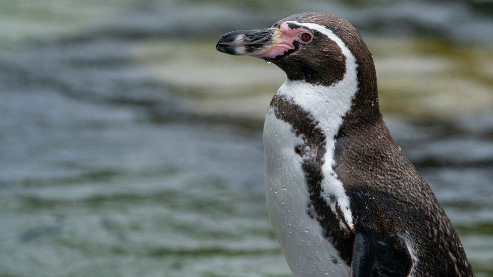 Penguin at Marwell