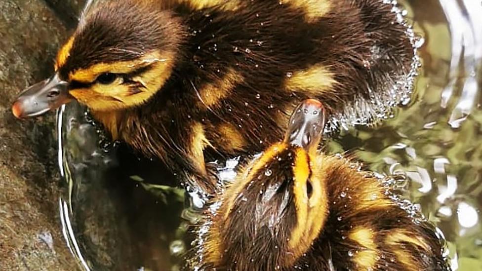 Ducklings in a bucket after rescue