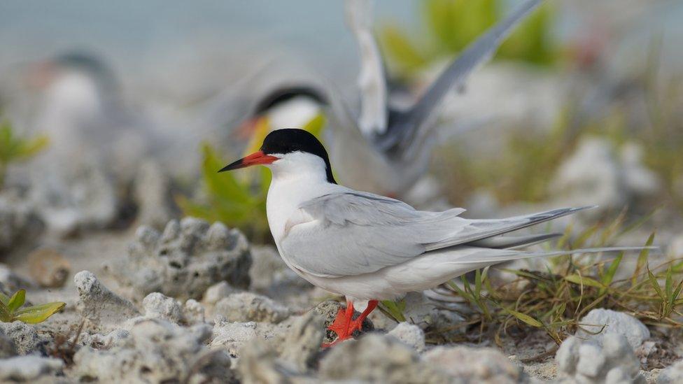 Roseate Tern