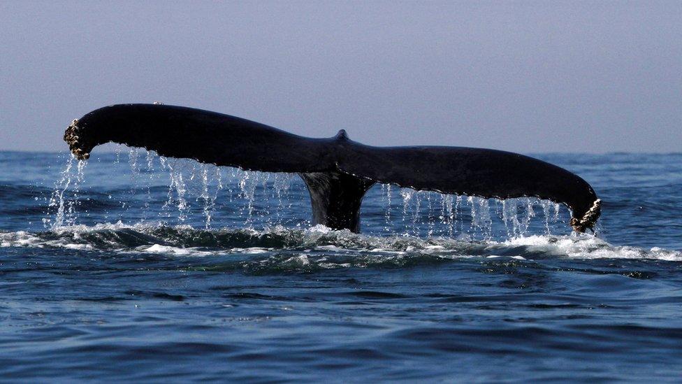 Humpback whale tail