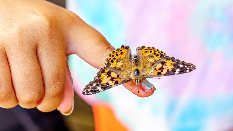 A-child-holds-a-butterfly-on-its-finger.