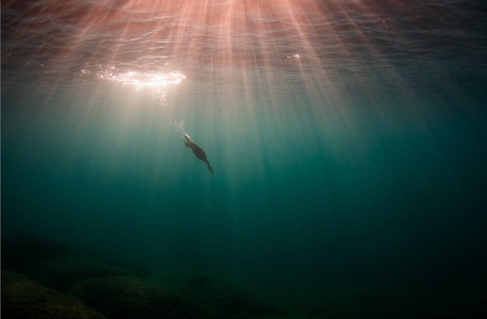 A shag bird dives beneath the water