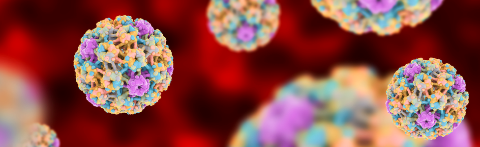 Human Papilloma Virus