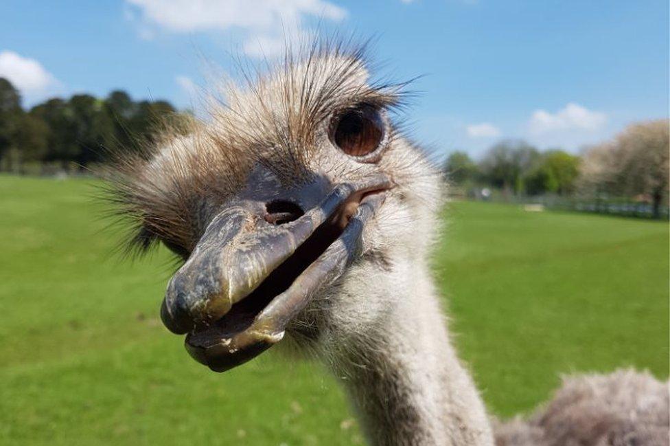 Ostrich at the zoo