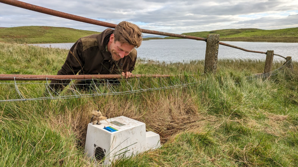 A man in a field beside a lake inspects a trap, which lies on the grass, on Rathlin Island