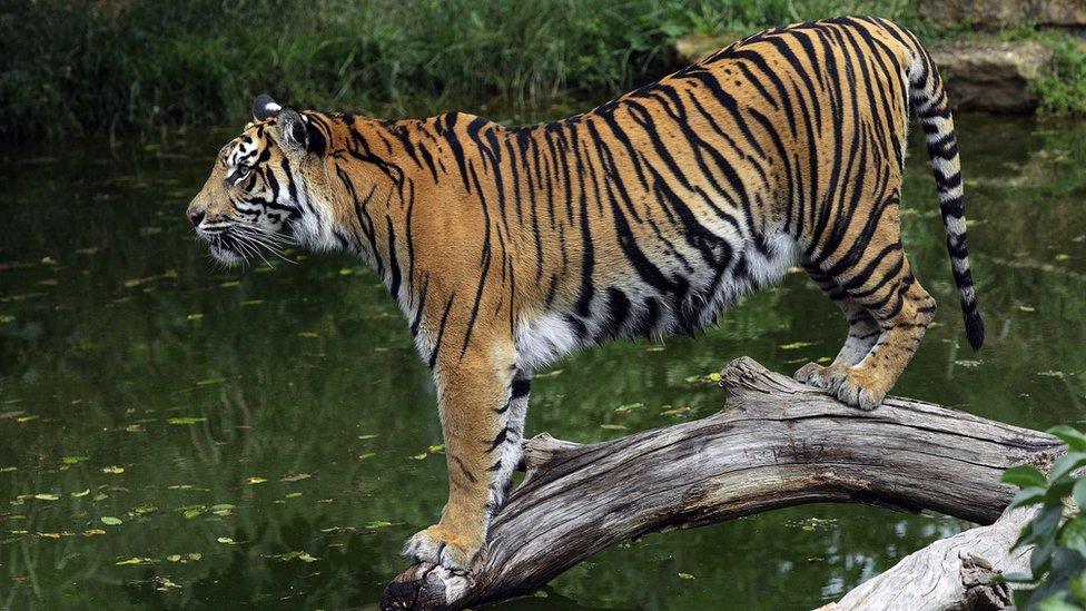 Sumatran tiger cub looking out onto private pool