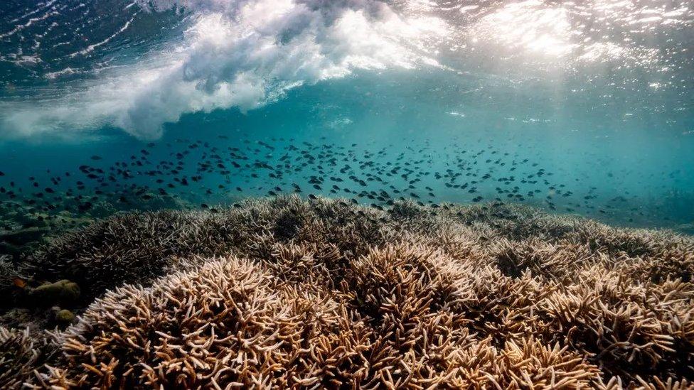 waves crash over shallow reef