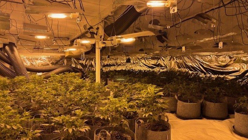 Plants arranged in a large room with lights overhead