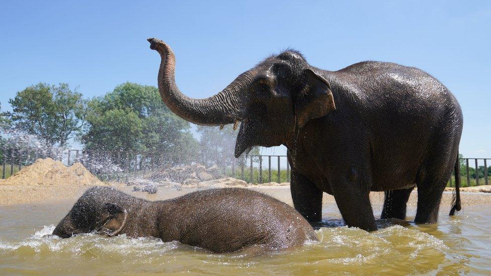 Endangered Asian elephants Beth and her mother Karishma, cool down in their pool during the hot weather at ZSL Whipsnade Zoo in Bedfordshire. Picture date: Tuesday June 14, 2022.