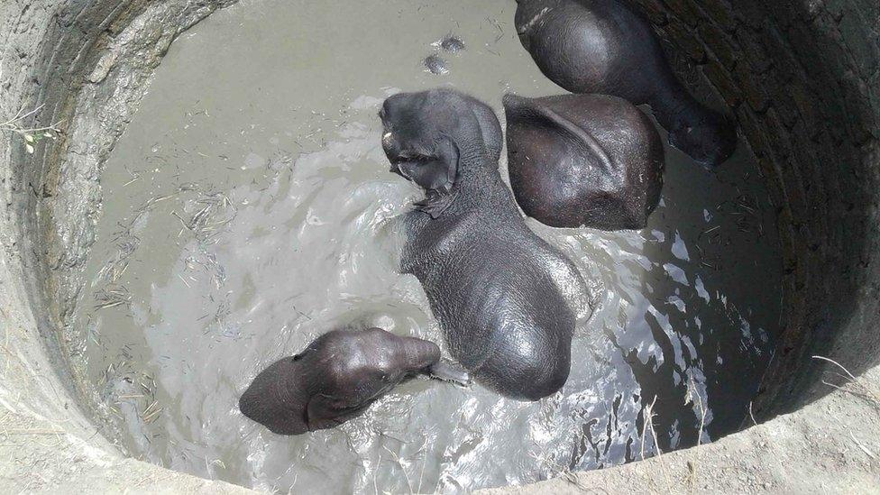 Four elephants in a well