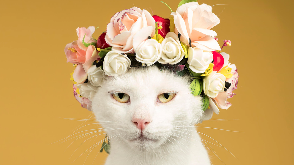 A cat with flowers on its head