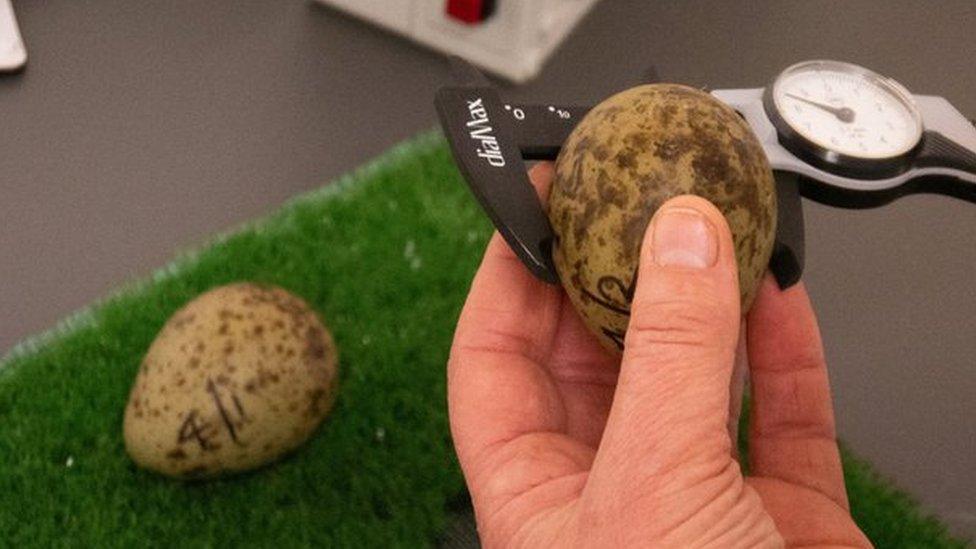 A person looking at a curlew bird egg at Pensthorpe Natural Park