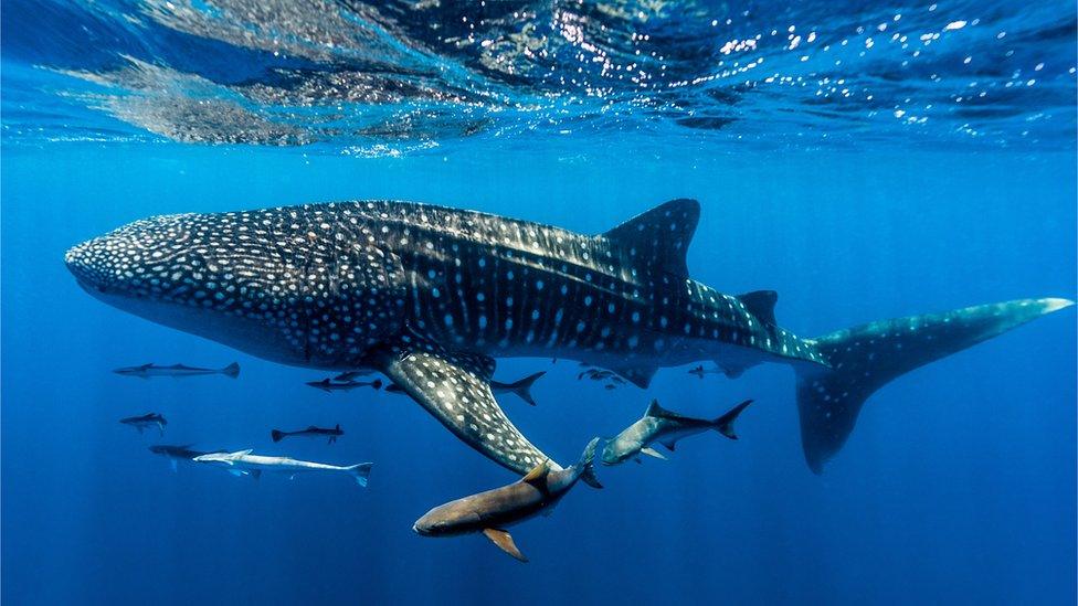 Whale shark