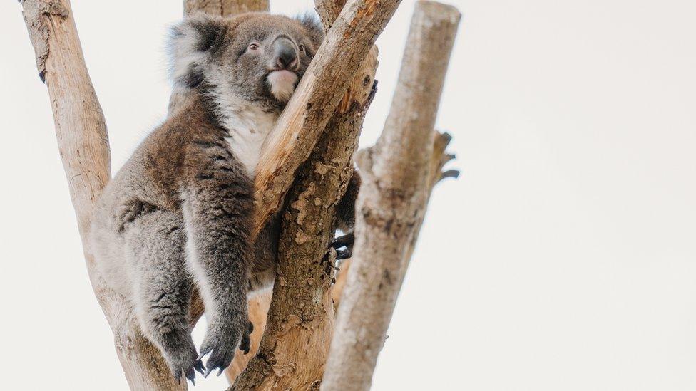 Monty the Koala bear