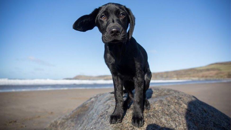 Barnaby the dog at Whitesands Beach, Pembrokeshire