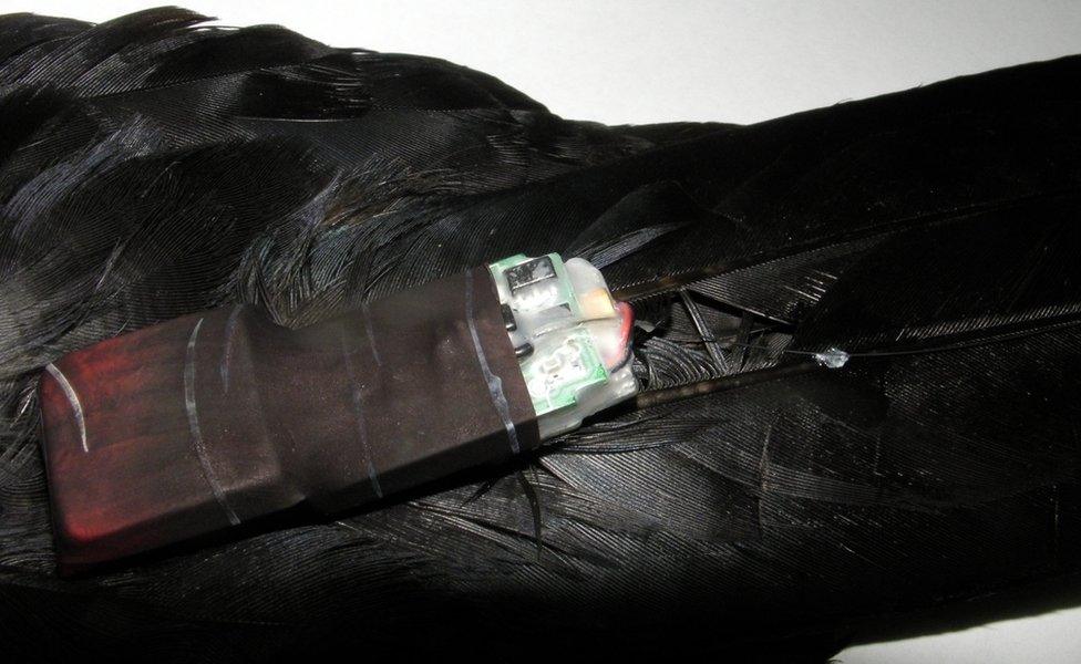 'crow cam' attached to tail feathers