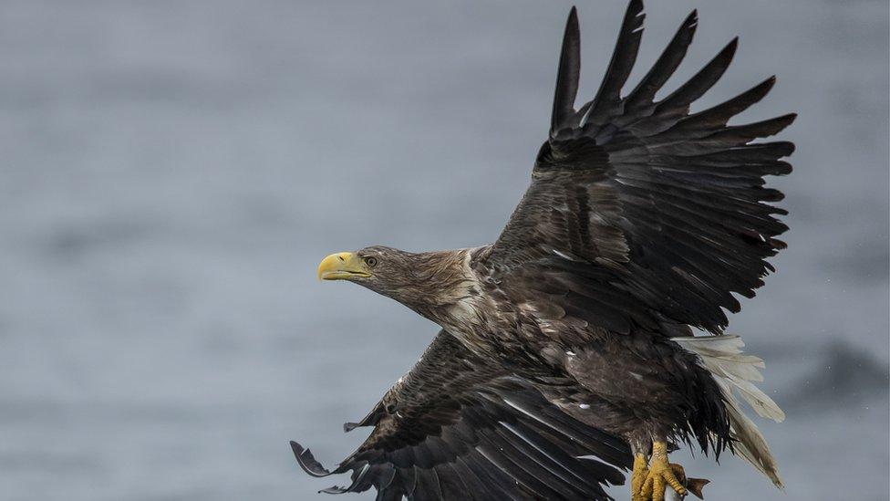 white-tailed-eagle-flying