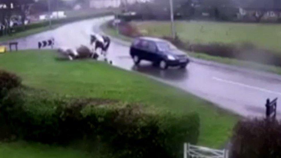 Horses being hit by car