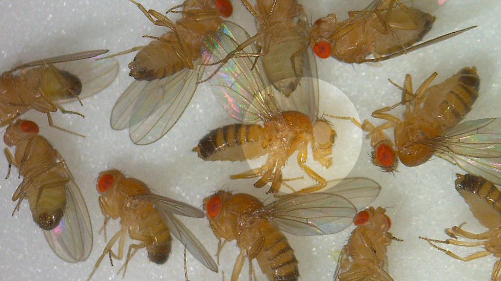 A mutant fruit fly - with the white eye - is highlighted here