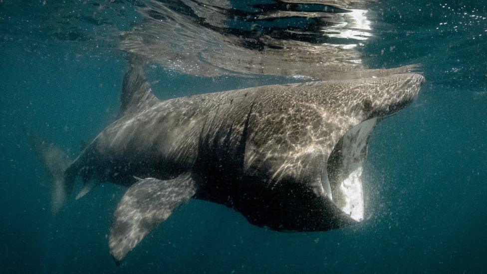 basking shark