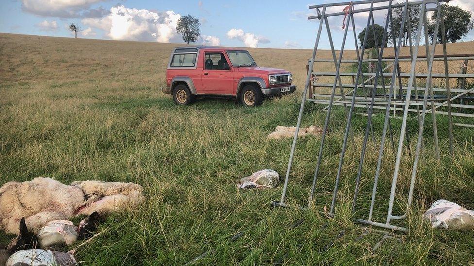 Sheep killed in Daventry