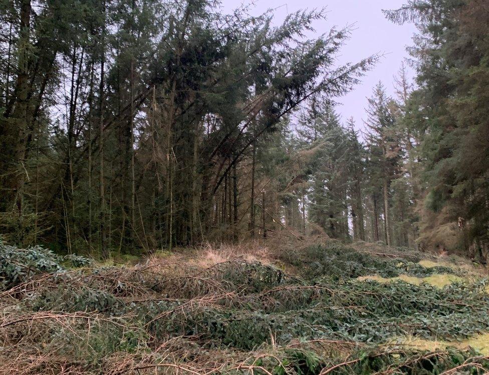 Trees bent in wind and other laying on floor