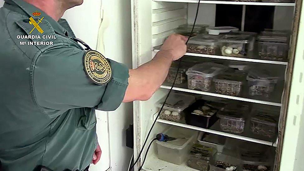 Spanish police pointing out turtle eggs at a closed turtle farm in Majorca, August 2018