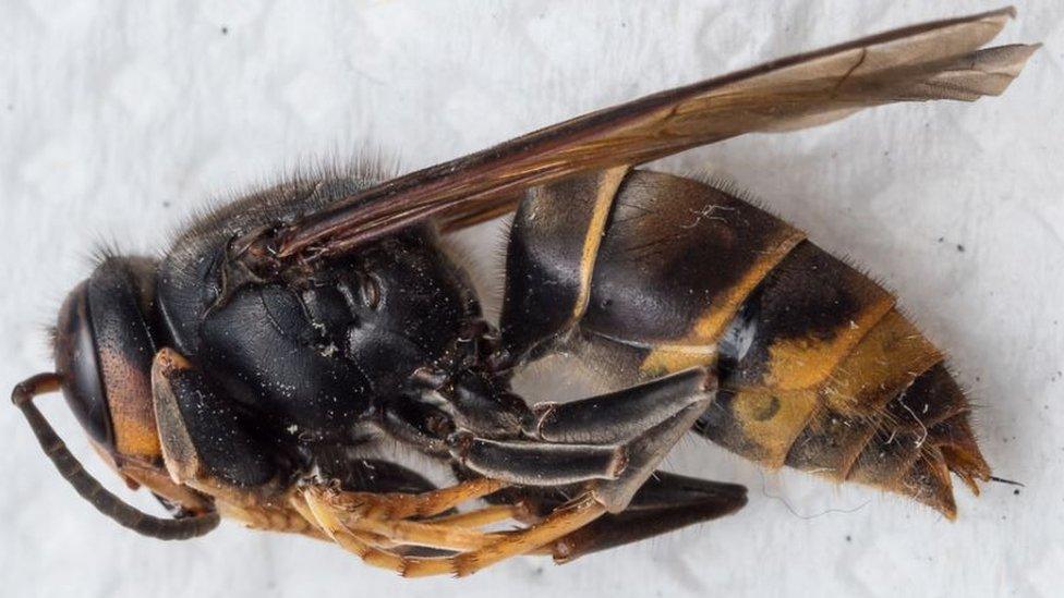 Asian Hornet