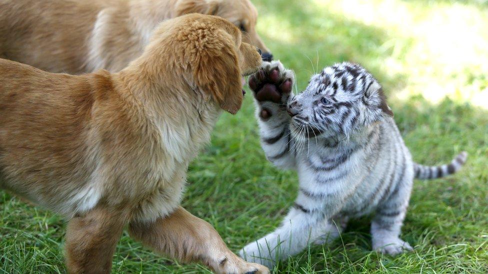 Tiger puts paw up to two golden retriever puppies