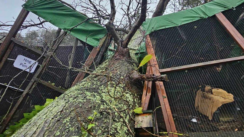 Damage at the GSPCA following the storm