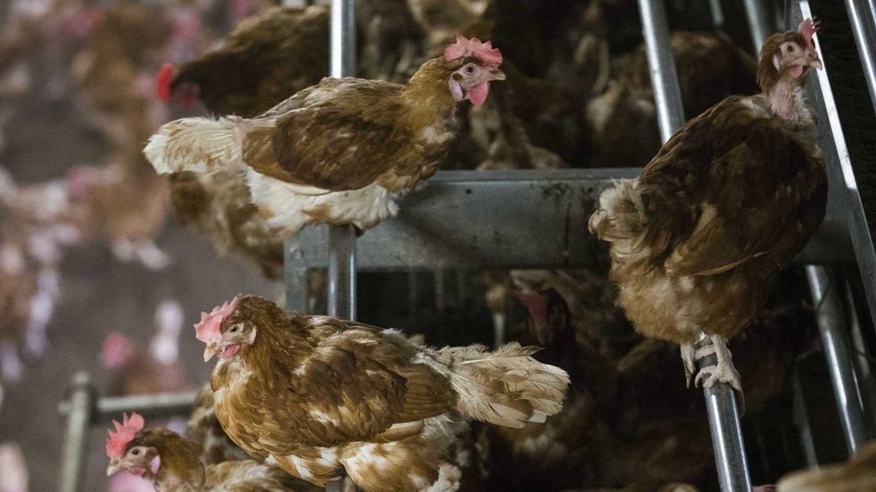 Chicken at a poultry farm in Bergentheim, the Netherlands, 10 November 2016.